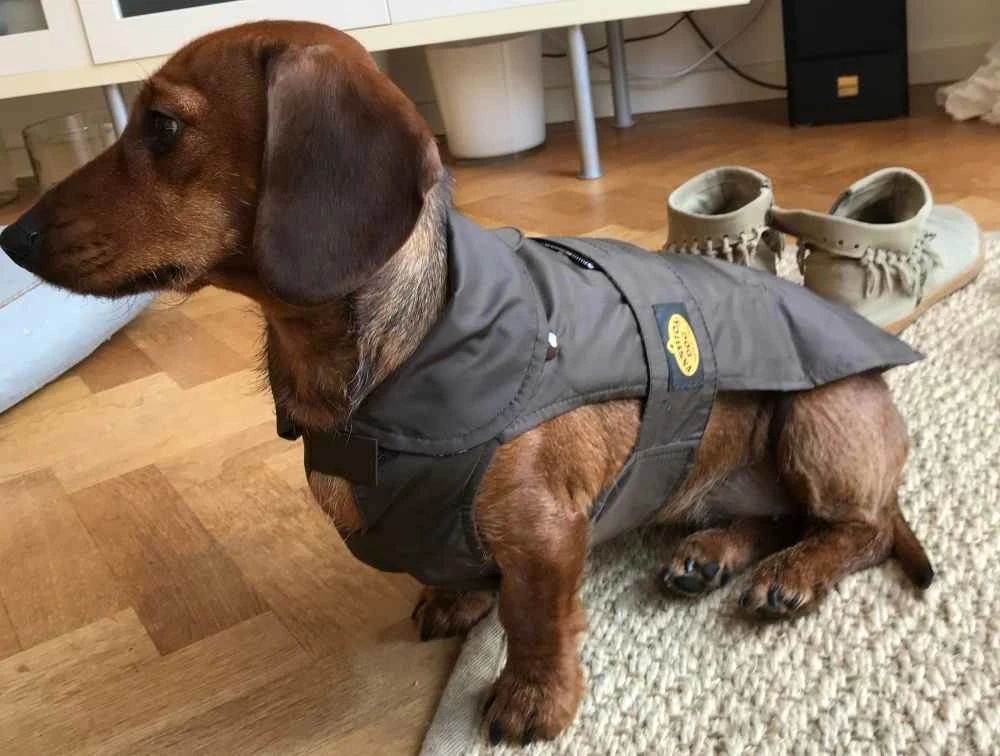 Fashion Dog Hondenjas Teckel Bruin 3 Fashion Dog Hondenjas Teckel Bruin - Afbeelding 3