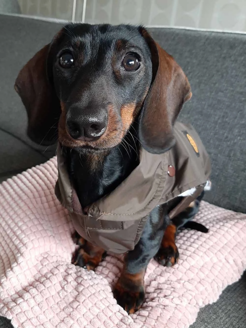 Fashion Dog Hondenjas Teckel Bruin 4 Fashion Dog Hondenjas Teckel Bruin - Afbeelding 4