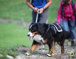 EQDOG Hondenschoen 4Seasons Geel -Huisdier Product Winkel image 553