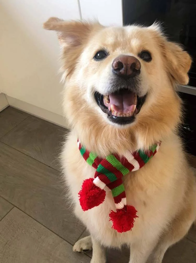 Wagytail Hondensjaal Kerst 2 Wagytail Hondensjaal Kerst - Afbeelding 2