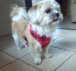 Doxtasy Hondentuig Round Loop Harnass Scottish Red -Huisdier Product Winkel image 59