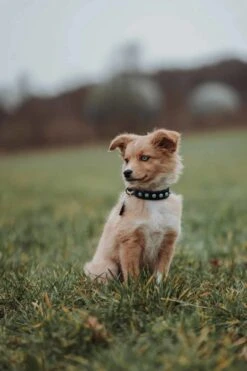 Nieuwe Producten -Huisdier Product Winkel image 605