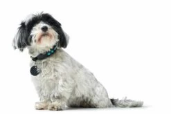 Hunter Hondenhalsband Modica -Huisdier Product Winkel image 606