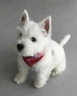 Doxtasy Hondentuig Round Loop Harnass Scottish Red -Huisdier Product Winkel image 61