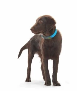 Hunter Hondenhalsband Convenience Turquoise -Huisdier Product Winkel image 613