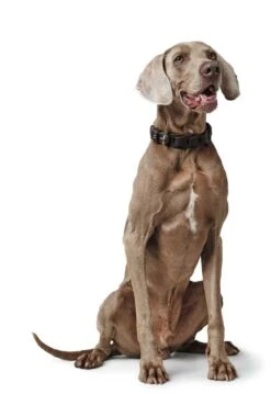 Hunter Hondenhalsband Solid Education Chain Donkerbruin