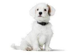 Hunter Hondenhalsband Canadian Up Zwart -Huisdier Product Winkel image 628