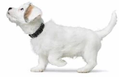 Hunter Hondenhalsband Canadian Up Zwart -Huisdier Product Winkel image 631