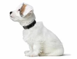 Hunter Hondenhalsband Canadian Up Zwart -Huisdier Product Winkel image 633