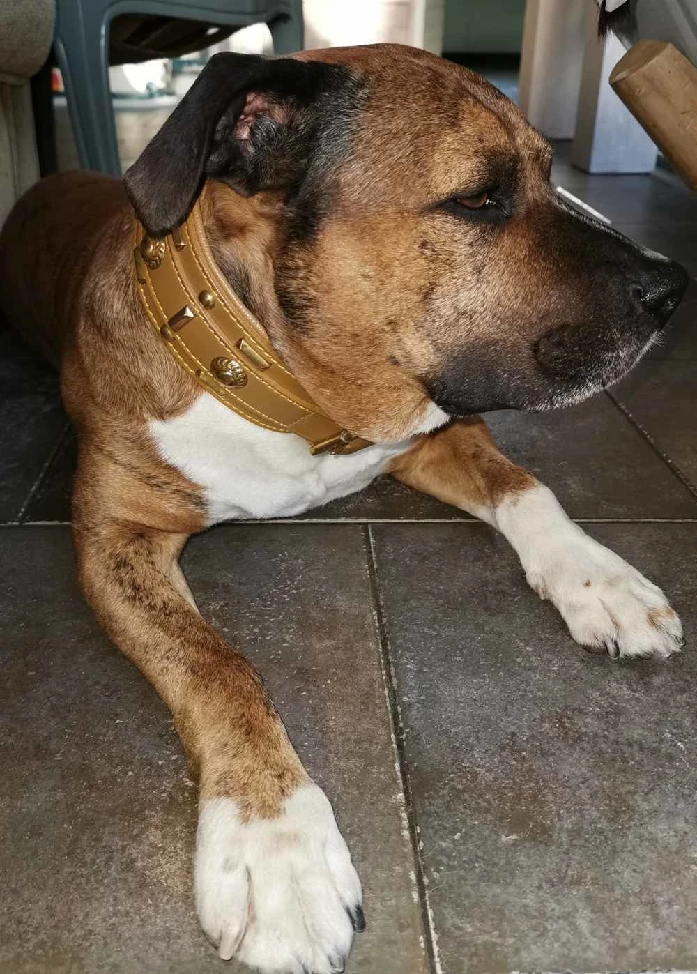 Doxtasy Hondenhalsband Glorious Tan 60mm 2 Doxtasy Hondenhalsband Glorious Tan 60mm - Afbeelding 2