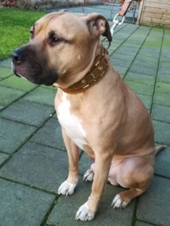 Doxtasy Hondenhalsband Glorious Tan 60mm 9 Doxtasy Hondenhalsband Glorious Tan 60mm -Huisdier Product Winkel image 651