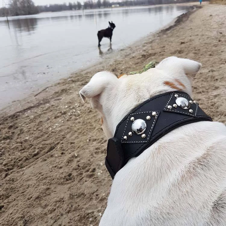 Doxtasy Hondenhalsband Ruff Chique Black 3 Doxtasy Hondenhalsband Ruff Chique Black - Afbeelding 3