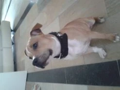 Doxtasy Hondenhalsband Ruff Chique Black 10 Doxtasy Hondenhalsband Ruff Chique Black -Huisdier Product Winkel image 666