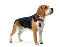 Hunter Hondenhalsband Cody Cognac -Huisdier Product Winkel image 676