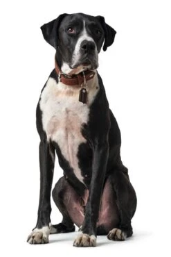 Hunter Hondenhalsband Cody Cognac -Huisdier Product Winkel image 678