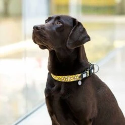 Nieuwe Producten -Huisdier Product Winkel image 683