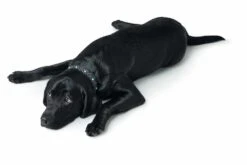 Nieuwe Producten -Huisdier Product Winkel image 689