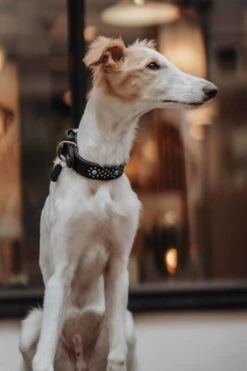 Hunter Hondenhalsband Madona -Huisdier Product Winkel image 691