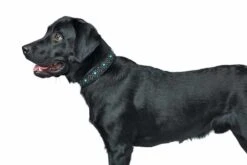 Hunter Hondenhalsband Madona -Huisdier Product Winkel image 693