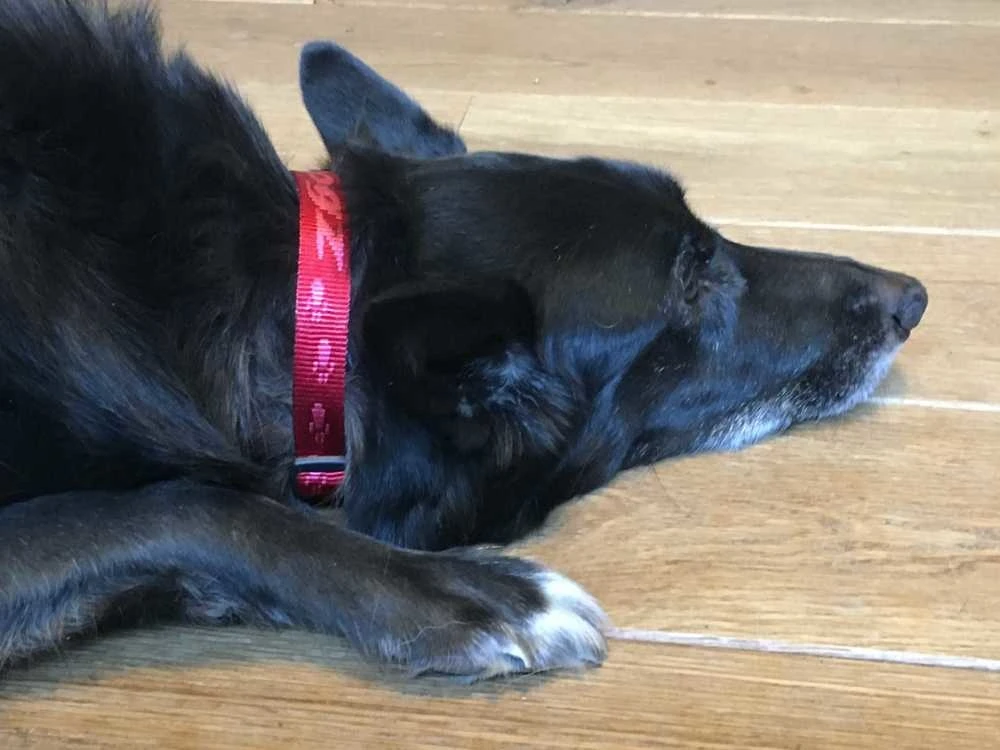 Rogz Hondenhalsband Alpinist Rood 2 Rogz Hondenhalsband Alpinist Rood - Afbeelding 2