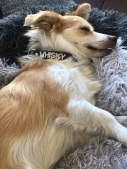 Doxtasy Hondenhalsband Met Naam Medium Brown -Huisdier Product Winkel image 701