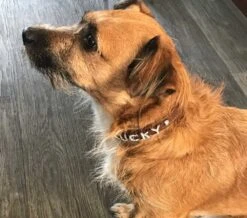 Doxtasy Hondenhalsband Met Naam Medium Brown -Huisdier Product Winkel image 702