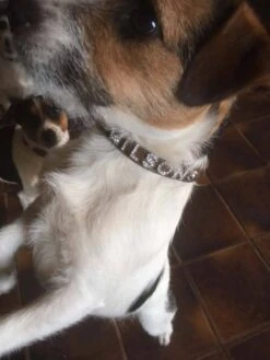 Doxtasy Hondenhalsband Met Naam Medium Brown -Huisdier Product Winkel image 703