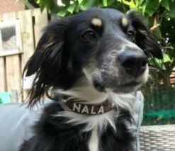 Doxtasy Hondenhalsband Met Naam Medium Brown -Huisdier Product Winkel image 707