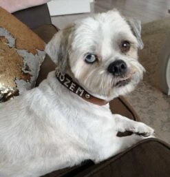 Doxtasy Hondenhalsband Met Naam Medium Brown -Huisdier Product Winkel image 708