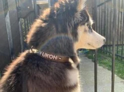 Doxtasy Hondenhalsband Met Naam Large Brown -Huisdier Product Winkel image 718