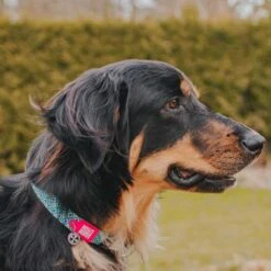 Nieuwe Producten -Huisdier Product Winkel image 728