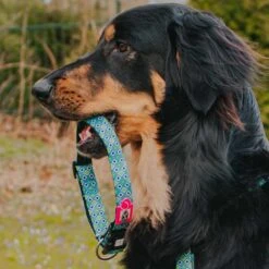 Max & Molly Hondenhalsband Retro Blue -Huisdier Product Winkel image 730