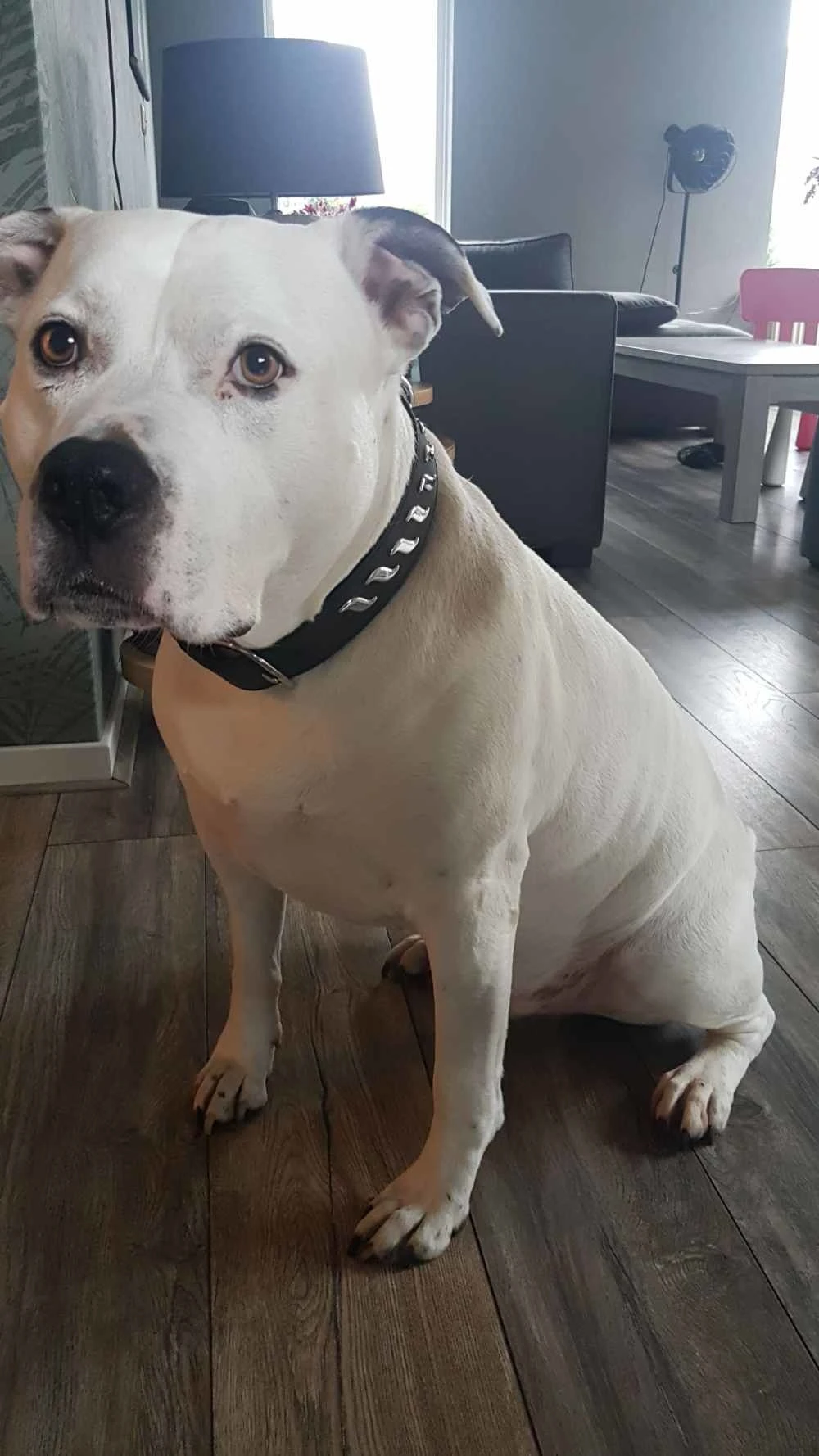 Doxtasy Hondenhalsband Silver Wave 2 Doxtasy Hondenhalsband Silver Wave - Afbeelding 2