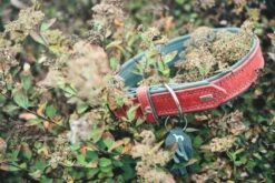 Hunter Hondenhalsband Lucca Rood -Huisdier Product Winkel image 757