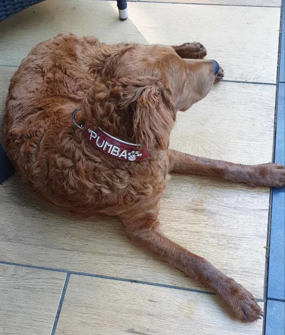 Doxtasy Hondenhalsband Met Naam Large Red 2 Doxtasy Hondenhalsband Met Naam Large Red - Afbeelding 2