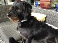 Doxtasy Hondenhalsband Met Naam Medium Black -Huisdier Product Winkel image 782