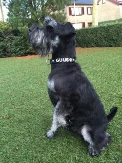 Doxtasy Hondenhalsband Met Naam Medium Black -Huisdier Product Winkel image 783