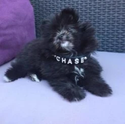 Doxtasy Hondenhalsband Met Naam Medium Black -Huisdier Product Winkel image 786