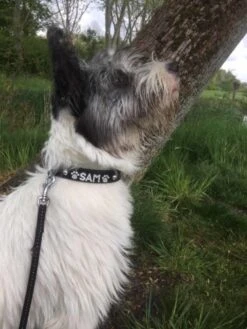 Doxtasy Hondenhalsband Met Naam Medium Black -Huisdier Product Winkel image 787