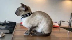 Doxtasy Hondenhalsband Met Naam Medium Black -Huisdier Product Winkel image 788