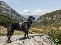 EQDOG Hondentuig Pro Harness Zwart -Huisdier Product Winkel image 865