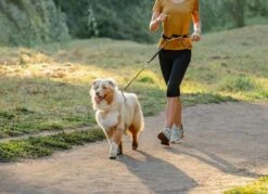 Rogz Hondenriem Handsfree Airtech Sport Oker -Huisdier Product Winkel image 881