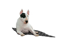 Aqua Coolkeeper Koelmat Scottish Grey 17 Aqua Coolkeeper Koelmat Scottish Grey -Huisdier Product Winkel image 9