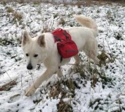 Kurgo Hondenrugzak Baxter -Huisdier Product Winkel image 915