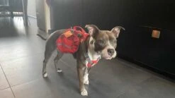 Kurgo Hondenrugzak Baxter -Huisdier Product Winkel image 916