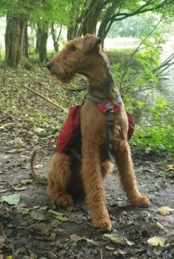 Kurgo Hondenrugzak Baxter -Huisdier Product Winkel image 917