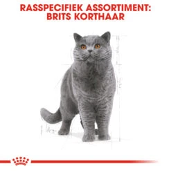 Royal Canin British Shorthair 34 - Kattenvoer - 4kg -Huisdier Product Winkel rc fbn britishsh cv eretailkit 1 nl nl 1